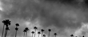 Dark cloudy skies seen over the tops of palm trees.